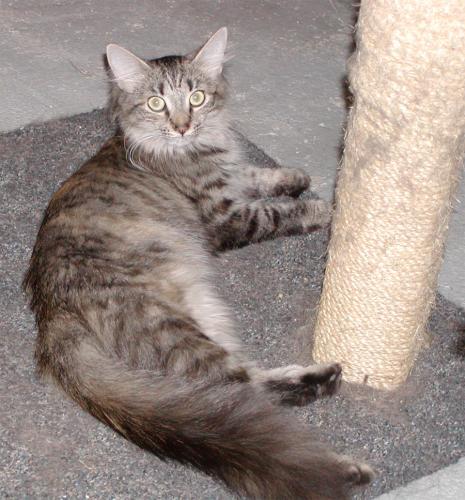 Fluffer-Sponosor M, an adoptable Maine Coon, Domestic Long Hair in Allentown, PA, 18103 | Photo Image 2