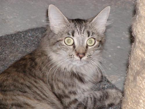 Fluffer-Sponosor M, an adoptable Maine Coon, Domestic Long Hair in Allentown, PA, 18103 | Photo Image 3