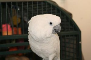 Baby2, Adult Male unknown