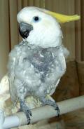 Johnee, Adult Male unknown