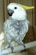 Johnee, an adoptable Cockatoo Mix in Northbrook, IL_image-1
