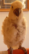 Johnee, an adoptable Cockatoo Mix in Northbrook, IL_image-2