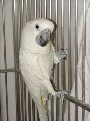 Mickey, Adult Male unknown