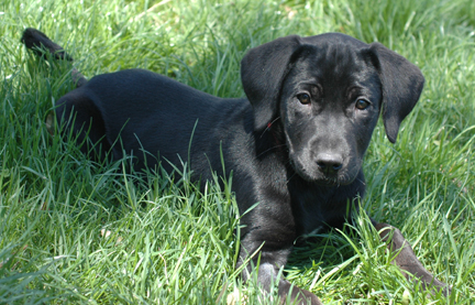 Black Dogs ~info only~, an adoptable Black Labrador Retriever Mix in Conesus, NY_image-2
