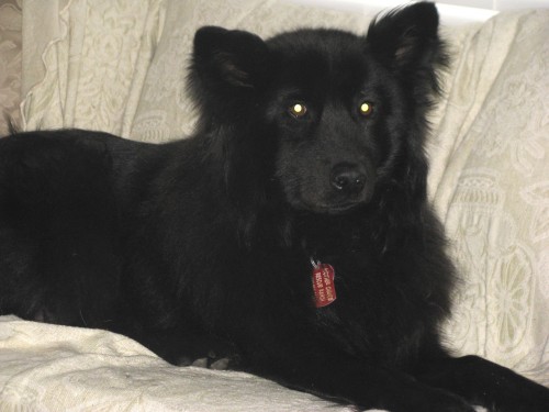 Black Dogs ~info only~, an adoptable Black Labrador Retriever Mix in Conesus, NY_image-3
