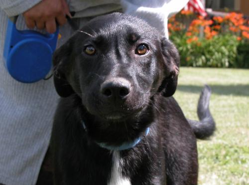 Black Dogs ~info only~, an adoptable Black Labrador Retriever, Mixed Breed in Conesus, NY, 14435 | Photo Image 1