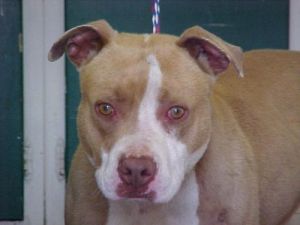 Brutus-URGENT