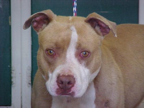 Brutus-URGENT
