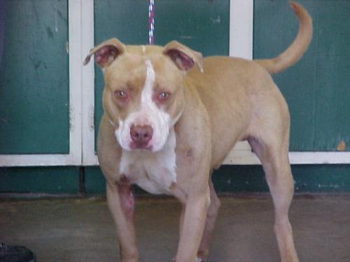 Brutus-URGENT 2