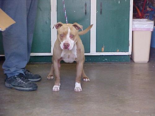 Brutus-URGENT 3