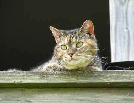 Barn Cats, an adoptable Domestic Short Hair in Washington Grove, MD, 20880 | Photo Image 1