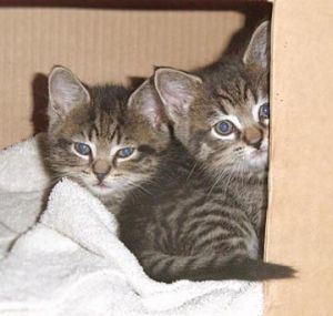 Cat For Adoption Kittens A Domestic Short Hair Domestic