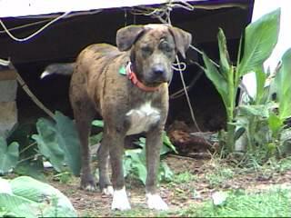 Dog For Adoption Tg Nathan A Catahoula Leopard Dog Mix In Tyler