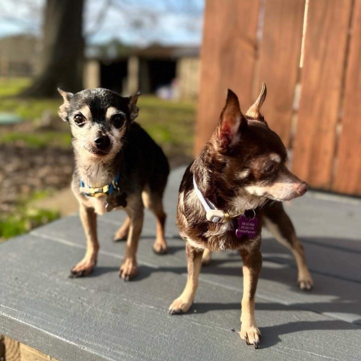 Be a Foster Parent, an adoptable Terrier & Chihuahua Mix in Grosse Pointe Park, MI_image-2