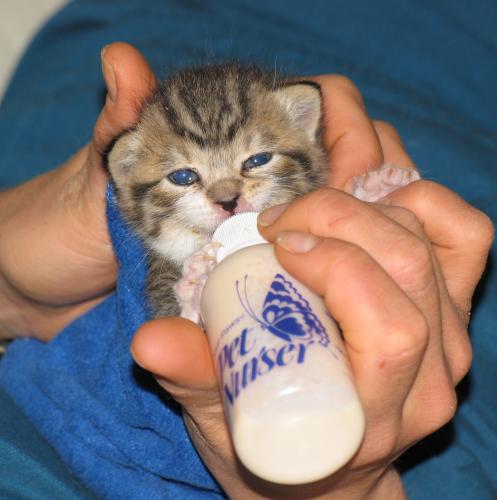 Kitten Foster Program 1