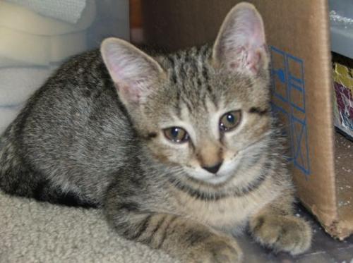 Zoey-Adopted 1