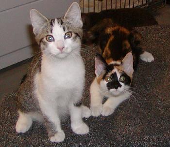 Foster Homes Neede, an adoptable Domestic Short Hair & Tabby Mix in Allentown, PA_image-2