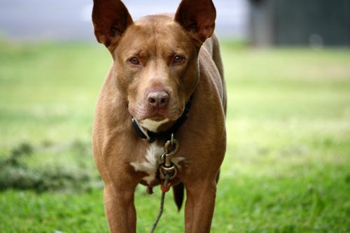 DOZER, an adopted Pit Bull Terrier Mix in Owensboro, KY_image-3
