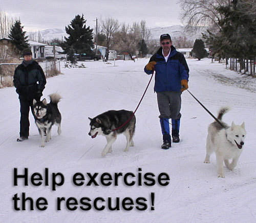 Volunteers Needed!, an adoptable Alaskan Malamute Mix in Boise, ID_image-2
