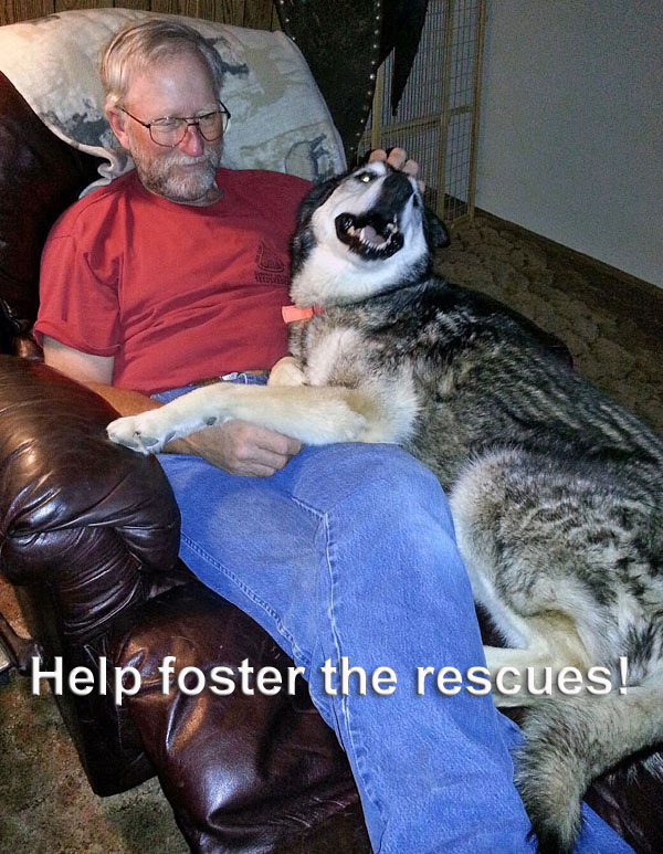 Volunteers Needed!, an adoptable Alaskan Malamute Mix in Boise, ID_image-5