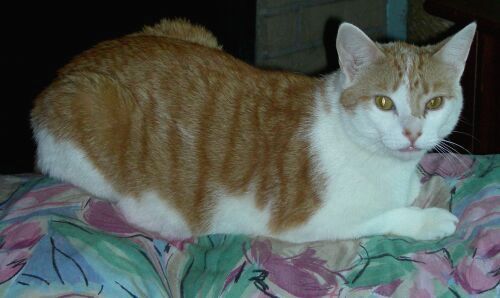 FRED 2