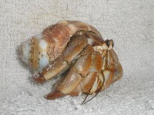 6 Hermit Crabs