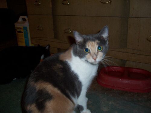 Brie, an adoptable Calico in North Plainfield, NJ, 07063 | Photo Image 1