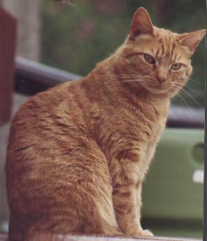 Barn Cats, an adoptable Domestic Short Hair in Ithaca, NY, 14850 | Photo Image 1