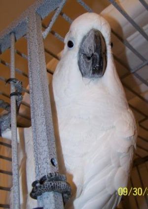 Katie, Adult Male unknown