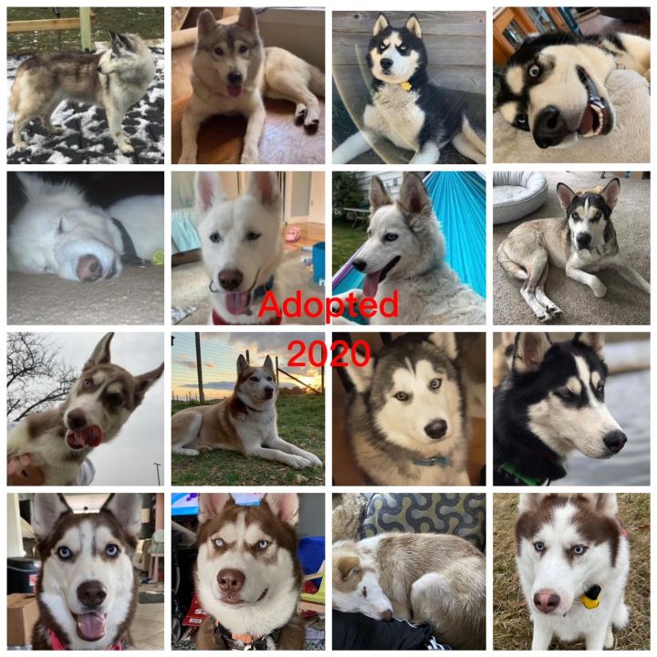 Hairy houdini siberian husky sales rescue