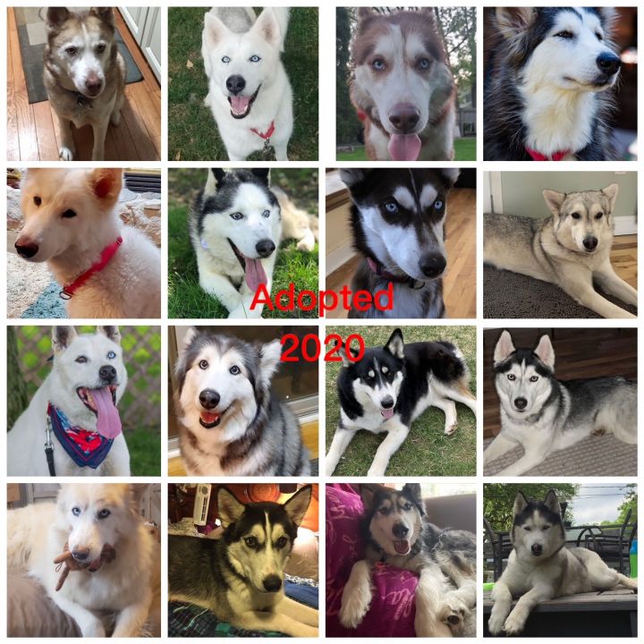 Husky best sale rescue groups