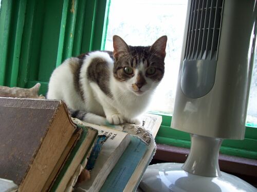 Taffy, an adoptable Tabby in North Plainfield, NJ, 07063 | Photo Image 1