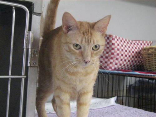 Taffy II, an adoptable Domestic Short Hair in East Hampton, NY, 11937 | Photo Image 1