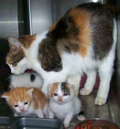 Bettye, an adoptable Calico, Domestic Medium Hair in Dickinson, TX, 77539 | Photo Image 1