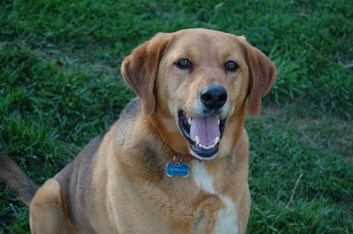 Kendall, an adopted Hound & Bloodhound Mix in Walnut Cove, NC_image-1