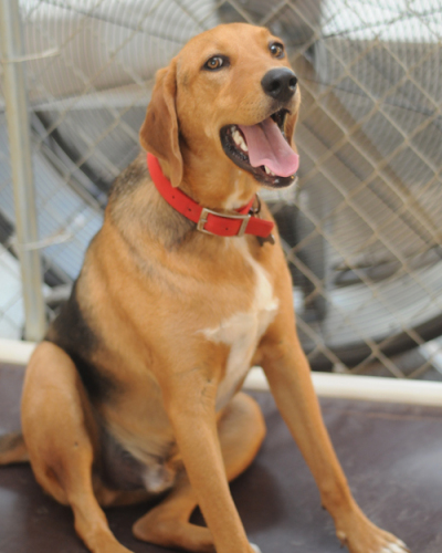 Kendall, an adopted Hound & Bloodhound Mix in Walnut Cove, NC_image-3