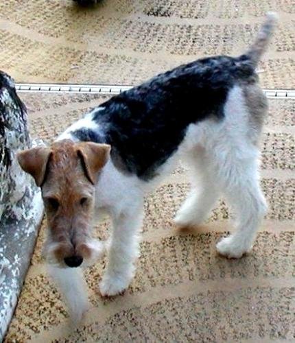 Wire Fox Terriers 2
