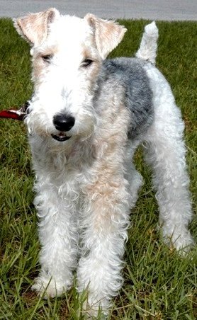 Wire Fox Terriers