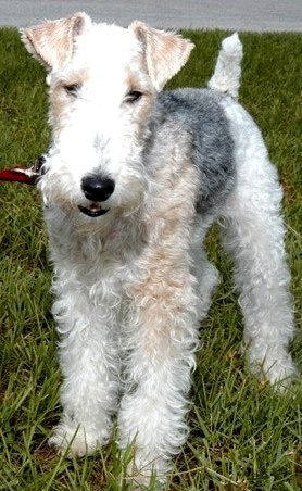 Wire Fox Terriers detail page