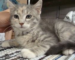 Tinkerbelle, an adoptable Dilute Calico, Domestic Short Hair in Dickinson, TX, 77539 | Photo Image 1