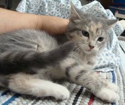 Tinkerbelle, an adoptable Dilute Calico, Domestic Short Hair in Dickinson, TX, 77539 | Photo Image 2