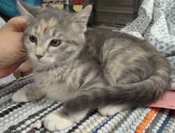 Tinkerbelle, an adoptable Dilute Calico, Domestic Short Hair in Dickinson, TX, 77539 | Photo Image 3